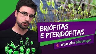 🌿 Botânica 15 Briófitas e Pteridófitas  Biologia  ENEM [upl. by Dorina]