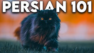 Persian Cat 101  Literally Everything You Need To Know Updated [upl. by Senior]