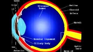 Retinal Blindness Gene Therapy CRISPR and Artificial Intelligence [upl. by Airtemed]