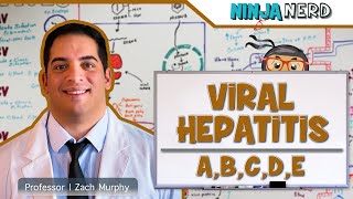 Hepatitis  Pathophysiology of Viral Hepatitis [upl. by Namia]