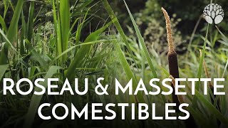 Le roseau et la massette ou quenouille sont comestibles [upl. by Aniles]