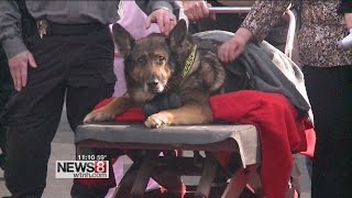 Police dog put down after one final ride in squad car [upl. by Paske]