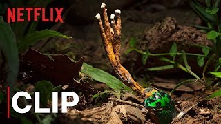 Our Planet  Fungus  Clip  Netflix [upl. by Ahsitauq874]