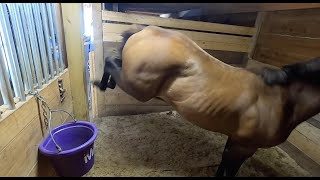 Problem Horse  Food Aggression [upl. by Jerome494]