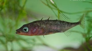 3 spined stickleback Gasterosteus aculeatus Underwater UK [upl. by Allesig]