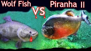 Wolf Fish Vs Piranha II Who Will win [upl. by Poucher]