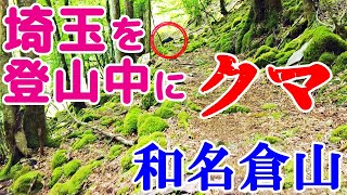 クマ出没 和名倉山の登山道でクマと遭遇 秩父の山中でツキノワグマと対面 登山中に熊 出没  Asian black bear Japanese bear encounter [upl. by Averil]