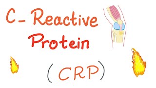 CReactive Protein CRP  Inflammation  Acute phase reactant [upl. by Nnairol]