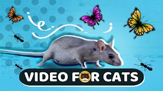 CAT GAMES  Mice Birds Ants Butterflies Squirrels  CAT amp DOG TV [upl. by Auqenahs940]