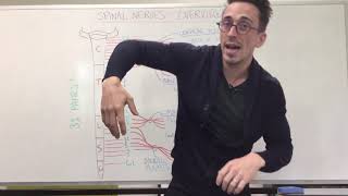 Spinal Nerve Plexus  Peripheral Nervous System [upl. by Notnerb]