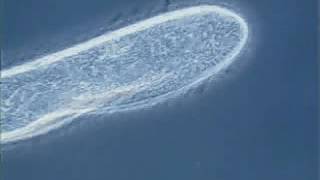 Paramecium cilia movement [upl. by Hertberg741]