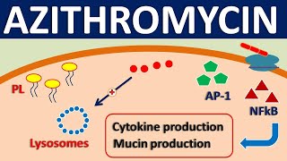 Azithromycin  Mechanism side effects precautions amp uses [upl. by Wiltz]