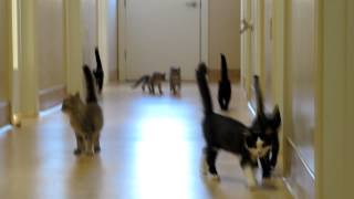 Herding Cats [upl. by Joed]