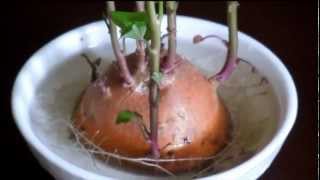 Growing Sweet Potato Ipomoea batatas Indoors Pleasantville New York [upl. by Wiltz]