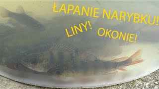 ŁAPANIE NARYBKU DO ZARYBIANIA STAWU [upl. by Shanahan24]