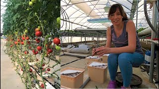 Starting Hydroponic Tomatoes in the Dutch Bucket System [upl. by Cuthburt402]