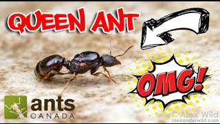 How to Catch A Queen Ant [upl. by Sivek]