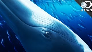 How Japan Gets Away With Killing Whales [upl. by Ainex]