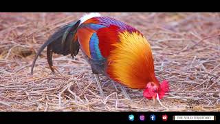 Red Jungle Fowl I Dudhwa National Park [upl. by O'Reilly]