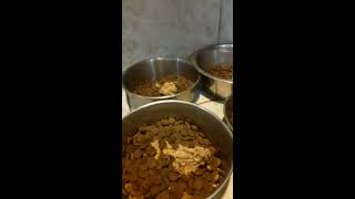 Preparing A Dogs Dinner By Soaking Their Food [upl. by Yoj]