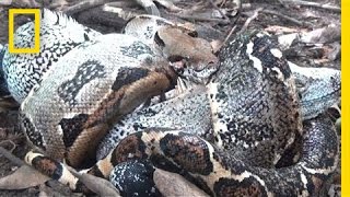 The Boa in My Backyard  National Geographic [upl. by Egdirdle632]