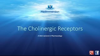 The Cholinergic Receptors [upl. by Behn]