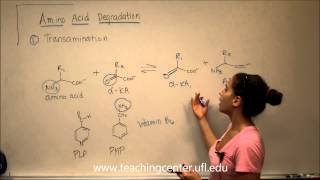 Amino Acid Degradation  Transamination [upl. by Arleta]