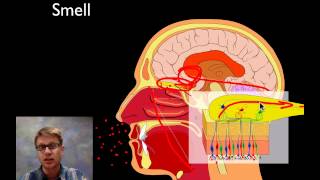 The Sensory System [upl. by Lelah]