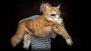 The largest Maine Coon cat in our family [upl. by Eatnom]