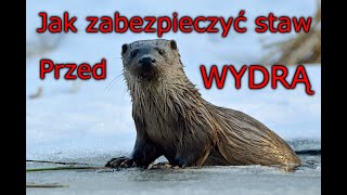 Jak zabezpieczyć staw przed wydrą [upl. by Nowahs]