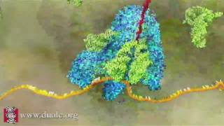 mRNA Translation Advanced [upl. by Rhiana]