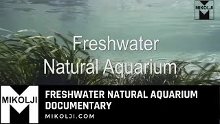 Freshwater Natural Aquarium Documentary [upl. by Nepsa171]