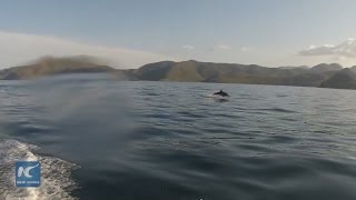 Rare images of vaquita spotted in upper Gulf of California in Mexico [upl. by Walliw]