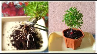 How To Grow Aralia From Cutting  Fusion Of Multiple Branch Cutting In Aralia amp its Repotting [upl. by Ivets168]