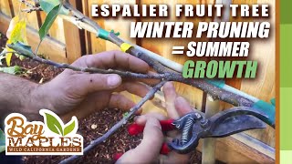 Espalier Fruit Tree Pruning Tips [upl. by Halika]