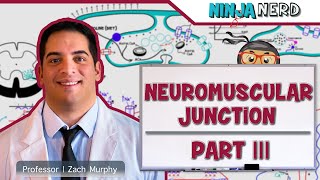 Musculoskeletal System  Neuromuscular Junction  Sliding Filament Theory Part 3 [upl. by Etheline]