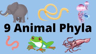 9 Main Animal Phyla [upl. by Kcirret]