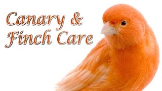 Canary and Finch Care  Requested [upl. by Irehs484]