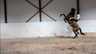 Horse rearing rider falls off [upl. by Torosian]