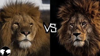 BARBARY LION vs AFRICAN LION  Who will win [upl. by Laurentium]