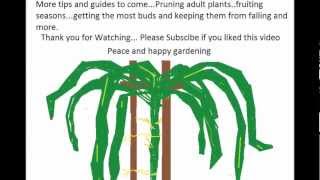 How to grow a Dragon Fruit tree 101 [upl. by Einneb]