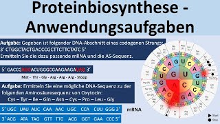 Proteinbiosynthese  KlausuraufgabenAnwendungsaufgaben Biologie Genetik Oberstufe [upl. by Lotus824]