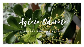 Aglaia Odorata  米兰花  The Chinese Perfume Plant [upl. by Nednarb393]