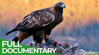 The Golden Eagle  Master of the Sky  Free Documentary Nature [upl. by Lorri]