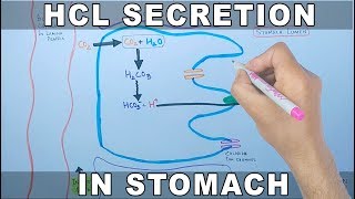 Mechanism of HCL Secretion [upl. by Yoshi]