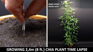 Growing Chia Plant Time Lapse  101 Days with Mars Hydro Grow light [upl. by Pilif]