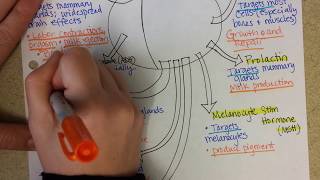 Pituitary Gland Hormones [upl. by Raffaj]