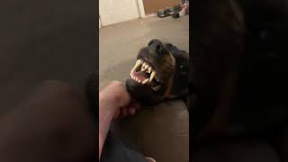 Rottweiler growling with love [upl. by Dnomrej]