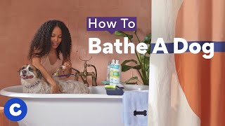 How To Bathe a Dog  Chewtorials [upl. by Darahs]