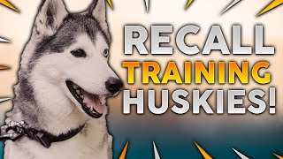 SIBERIAN HUSKY TRAINING Recall Training With Your Siberian Husky [upl. by Ahsekal]